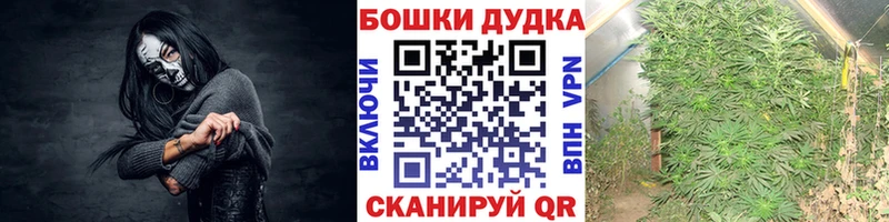 Купить закладки  Ковдор  Конопля White Widow 